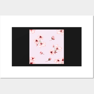 Cherry blossoms in pink background Posters and Art